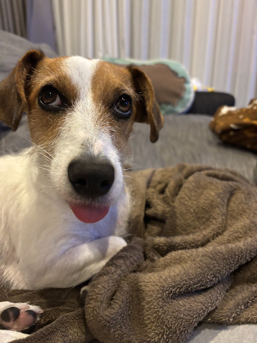 Meea_kk's tweet photo. 今日の変な犬 https://t.co/k7wkhBXkvU