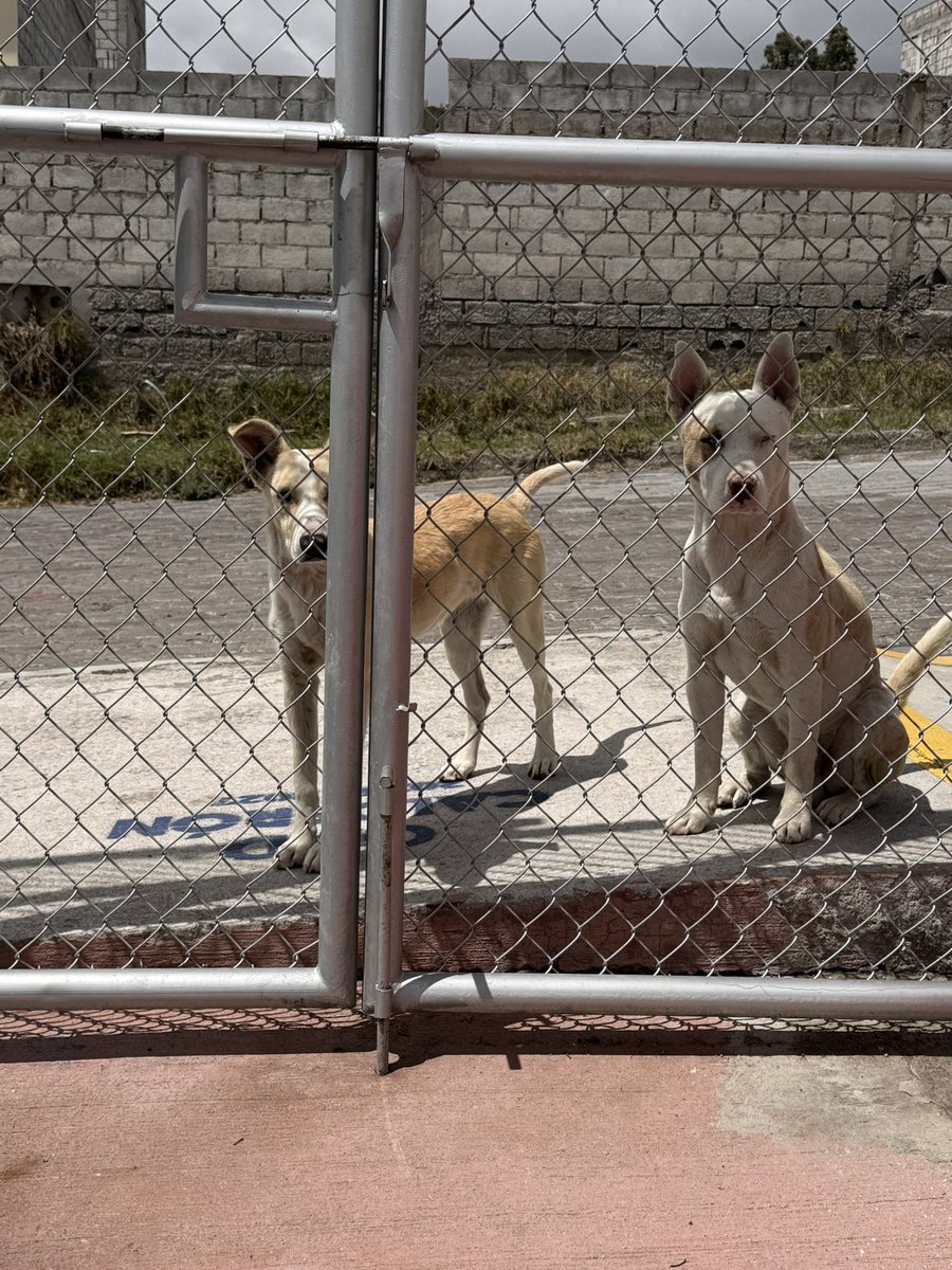 TefonSkyBeltran's tweet photo. @UBAQuito @MunicipioQuito @pabelml @UBAQuito @MunicipioQuito @pabelml Gracias. Los perritos han estado aquí todos los días. Por favor ayúdenles para que tengan una nueva oportunidad de encontrar una familia que les ame. Merecen ser felices, son dóciles.
Les dejé mi número x mensaje interno. https://t.co/bM1TyTcv5O