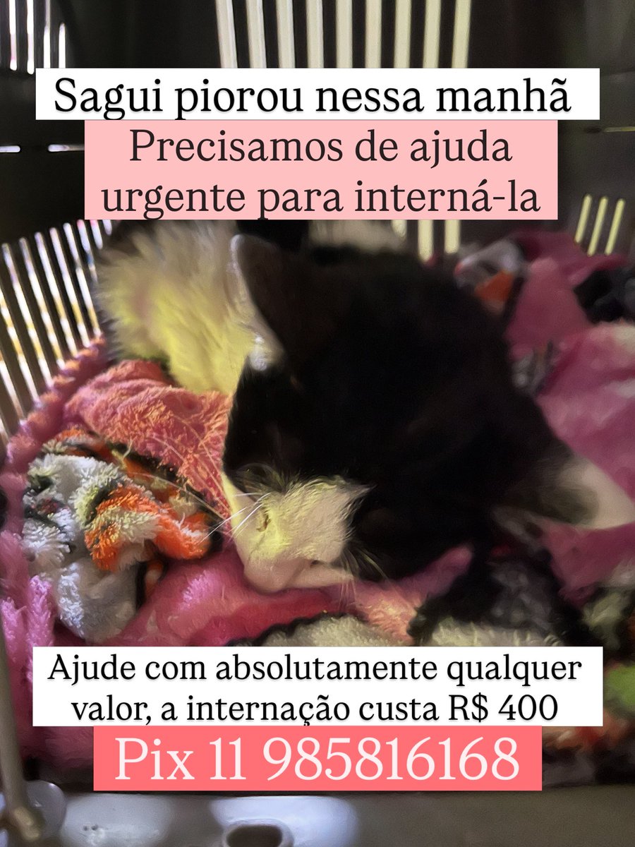 AbrigoMeimei's tweet photo. Amigos, nossa Sagui (gatinha FeLV) estava prostradinha há uns dias e estávamos seguindo tratamento indicado pelo veterinário (fiz post sobre ela no Instagram ontem) mas ela piorou muito de ontem pra hoje. Seu retorno é amanhã no veterinário, mas sem socorro, é capaz que ela não chegue viva até amanhã.

Estamos a levando ao veterinário agora para estabilizá-la. Ela terá que ficar internada, o que nos custará cerca de R$ 400. Outros gastos como exames veremos em outro momento, assim que ela esteja estável. 

Pedimos ajuda para que possamos custear esse valor inicial, estamos lutando para salvar a vida da Sagui.

Absolutamente qualquer valor importa! 

Pix: 11 985816168 em nome de Lorena Tuxen 

Ajudem compartilhando!