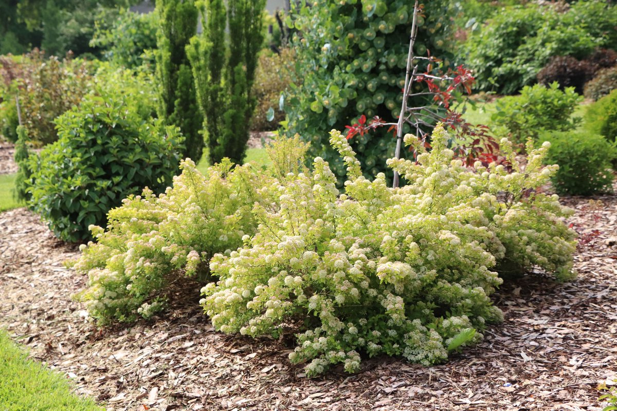 collzac's tweet photo. Hot new plants for 2027: Be inspired to add vibrant, longer lasting colour, one-of-a-kind texture + great performance to your garden next spring. https://t.co/Gq1Q6mwDVi

#newplants #flowersinbloom #gardening @ProvenWinners #patiopots #perennials #colourful https://t.co/3tsezaW160
