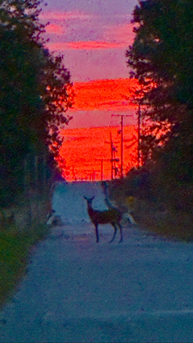 JayBerschback's tweet photo. *DEER AT SUNRISE* - Look out for deer on the roads, especially this time of the year! Here's a neat photo of a deer with a beautiful sunrise in the background.
Thanks to 13abc Viewer Dave Smith from Tiffin, Ohio for sharing.
#deer #sunrise #redsky #nature #clouds https://t.co/X4BX6GgrVw