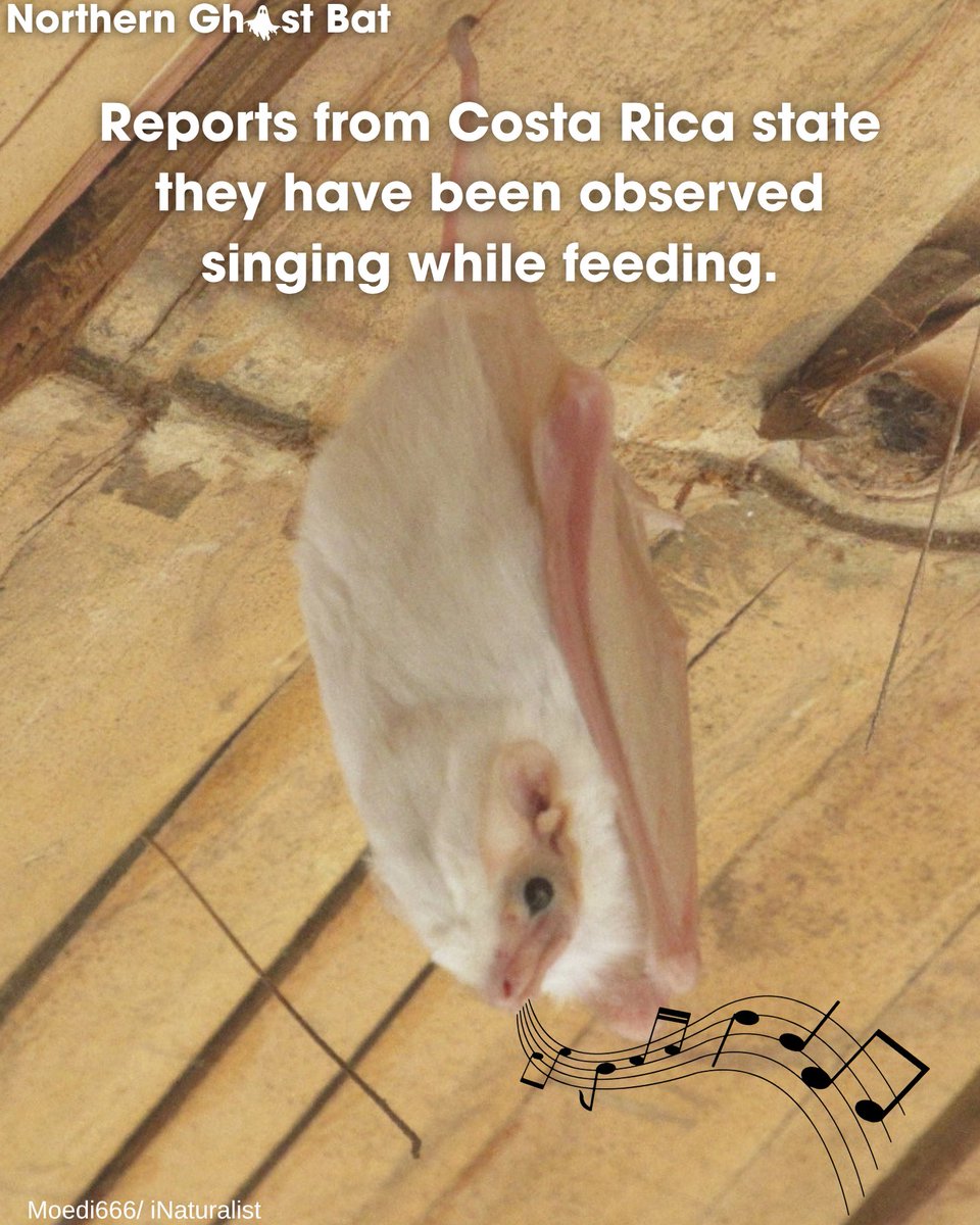 BatConIntl's tweet photo. In honor of Spooky Season, this week's Bat of the Week is none other than the northern ghost bat. 👻 https://t.co/CfG30rU4MY