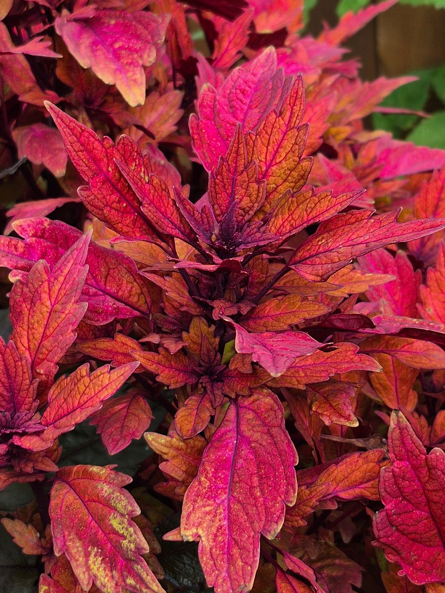 collzac's tweet photo. Hot new plants for 2027: Be inspired to add vibrant, longer lasting colour, one-of-a-kind texture + great performance to your garden next spring. https://t.co/Gq1Q6mwDVi

#newplants #flowersinbloom #gardening @ProvenWinners #patiopots #perennials #colourful https://t.co/3tsezaW160