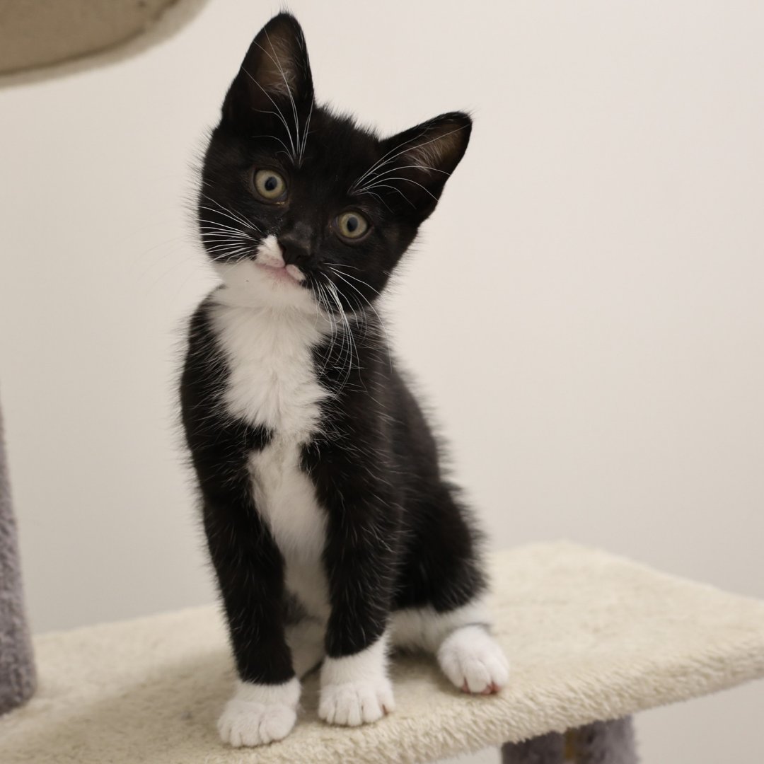 CalgaryHumane's tweet photo. 🧡🍂 Happy Thanksgiving from all of us at CHS! We’re feeling extra thankful for our amazing supporters and the love you share with animals in our community🐾 . Wishing you a cozy weekend filled with good food, good company, and lots of furry, feathery, or scaley cuddles 🐶🐱🐍🧡! https://t.co/NTfqWciDxc