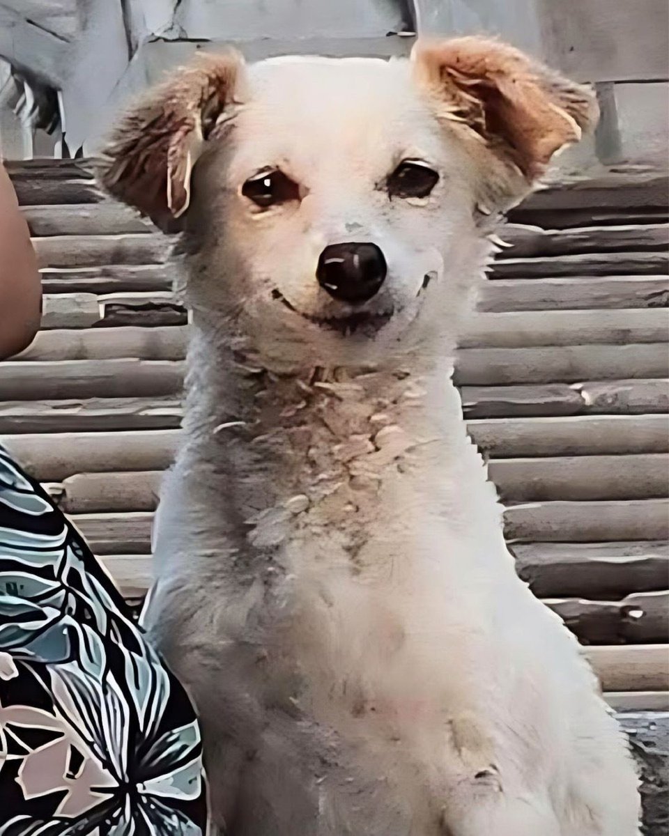 dailycultures's tweet photo. família deu comida pra um cachorro de rua e ele simplesmente entrou na foto como se fosse um deles https://t.co/UPhSUZSFyS