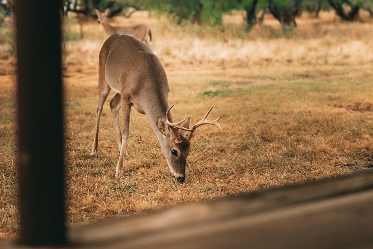 HamilBros's tweet photo. Recently spent a little time in nature. And it’s amazing what you capture when you have no distractions. We’re back in the swing of things! Get a hold of us for your content!  #hamilbros #lubbock #odessa #midland #abilene https://t.co/AqNhWK3Q5A