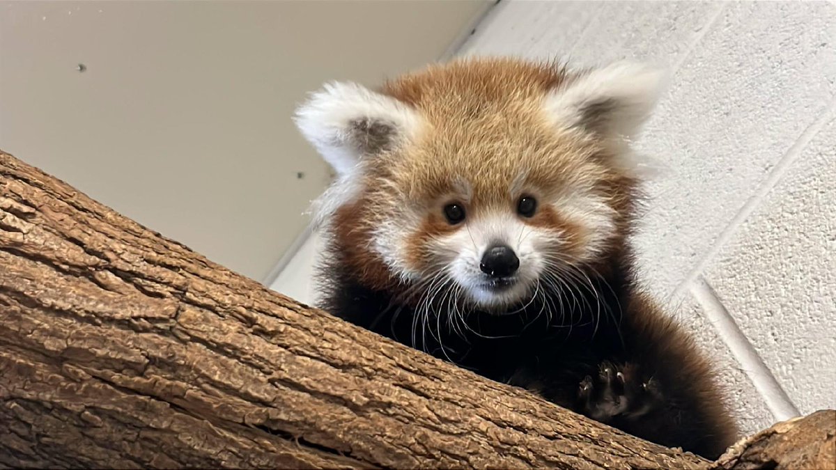 7NewsDC's tweet photo. The Smithsonian’s National Zoo and Conservation Biology Institute is asking the public to help name a female red panda cub born June 11 at its conservation campus in Front Royal.

Read more: https://t.co/aAkVUZM3uy https://t.co/Oku5X8iHT8