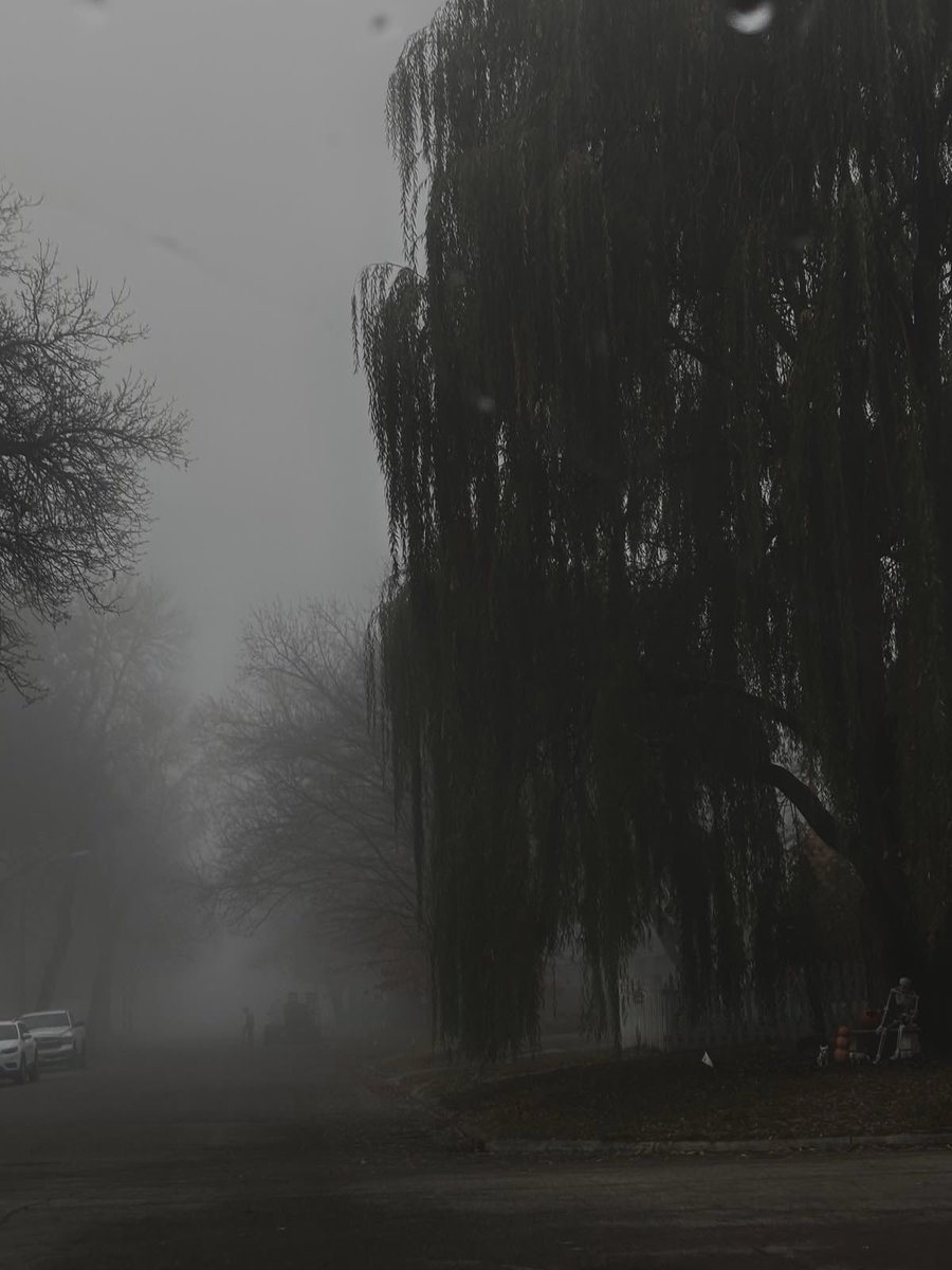 spooky_nature's tweet photo. gloomy weather and weeping willow 🖤 https://t.co/zcxVJ2OXho