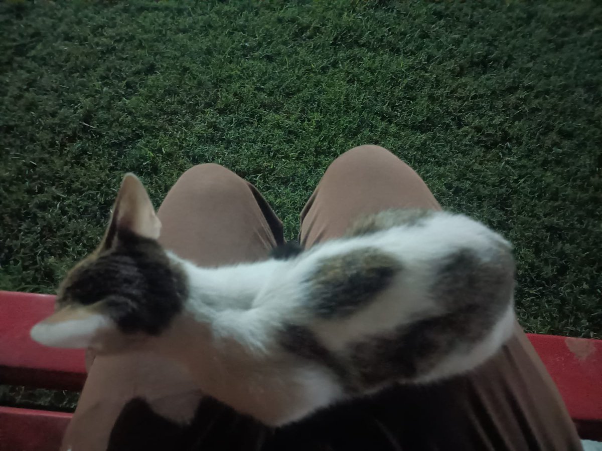 Westyyyy305's tweet photo. # Mani update !!!! 

She barely sat on my lap today cause the lights cut off suddenly and she kept wandering around the park for some reason idk why 😭 😔💔...

This is the result of an evil eye from @Shinchan172025 and @Willestfangirl  I KNOW BOTH DID SOMETHING 😭😭 😤😤😤😤😤 https://t.co/rMXHUq30AF