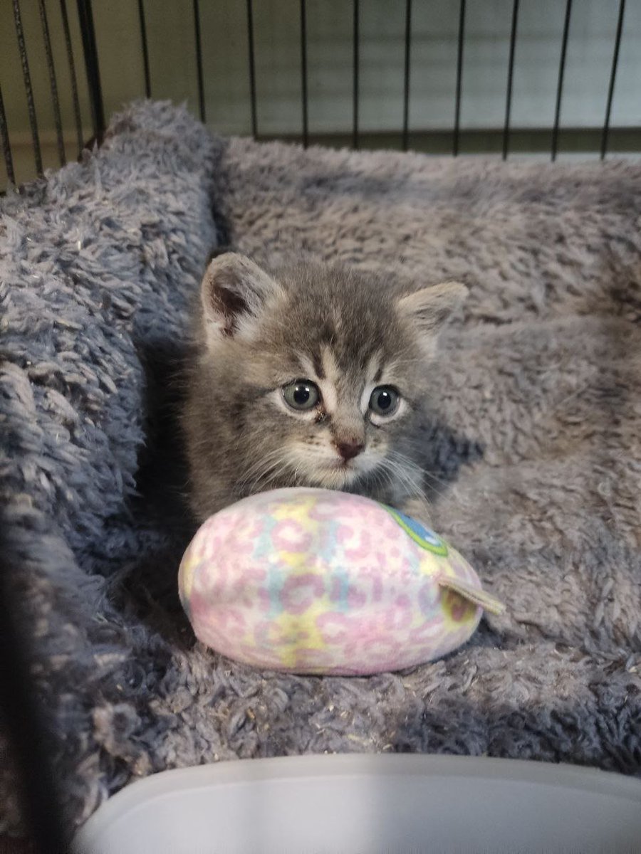 MBelyj2972's tweet photo. Одесса. Маленький Сильвер мечтает о доме и любящей семье! 🐾❤️
Маленький Сильвер оказался на стройке, зажатый в узкой щели. Он кричал, звал на помощь, но люди про��одили мимо… 💔
И только один добрый человек услышал его, не прошёл мимо, нашёл малыша и спас его!
Сейчас Сильвер находится в клинике, он в безопасности. Почему такой маленький котёнок оказался совсем один на стройке, брошенный и никому не нужный, — неизвестно…
Но теперь у него есть шанс на счастливую жизнь! 🙏❤️
Сильвер — добрый, ласковый мальчик, которому очень нужны забота, тепло и собственная семья. Ему больше не придётся кричать от страха и ждать помощи в одиночестве. Он мечтает о доме, где его будут любить, оберегать и никогда не предадут.
🏡 Подарите маленькому Сильверу шанс на счастливую жизнь!
Пожалуйста, заметьте малыша. Возможно, именно вы станете для него самым родным человеком.
Одесса. Ищем дом и любящие руки! ❤️🐈