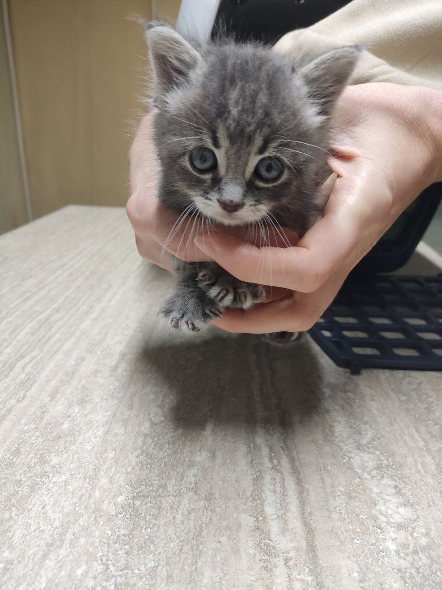 MBelyj2972's tweet photo. Одесса. Маленький Сильвер мечтает о доме и любящей семье! 🐾❤️
Маленький Сильвер оказался на стройке, зажатый в узкой щели. Он кричал, звал на помощь, но люди про��одили мимо… 💔
И только один добрый человек услышал его, не прошёл мимо, нашёл малыша и спас его!
Сейчас Сильвер находится в клинике, он в безопасности. Почему такой маленький котёнок оказался совсем один на стройке, брошенный и никому не нужный, — неизвестно…
Но теперь у него есть шанс на счастливую жизнь! 🙏❤️
Сильвер — добрый, ласковый мальчик, которому очень нужны забота, тепло и собственная семья. Ему больше не придётся кричать от страха и ждать помощи в одиночестве. Он мечтает о доме, где его будут любить, оберегать и никогда не предадут.
🏡 Подарите маленькому Сильверу шанс на счастливую жизнь!
Пожалуйста, заметьте малыша. Возможно, именно вы станете для него самым родным человеком.
Одесса. Ищем дом и любящие руки! ❤️🐈