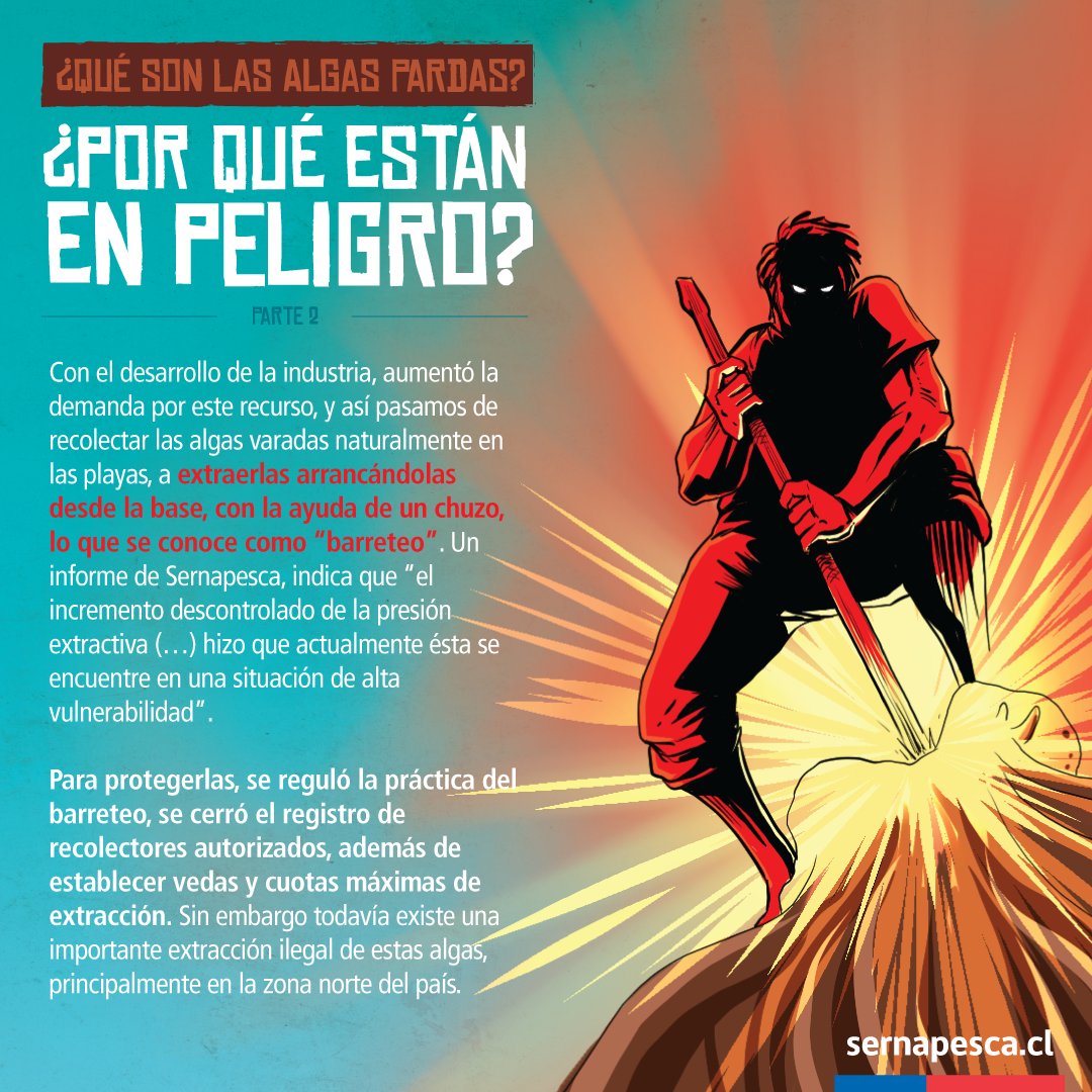 sernapesca's tweet photo. Actualmente y dado su importancia económica como alimento o para la producción de alginatos, aumentó su demanda, pasando de la recolección de algas varadas a la extracción desde su base por "barreteo". Por ello se reguló esta práctica, además de establecerse cuotas y vedas. https://t.co/claCZaEUZZ