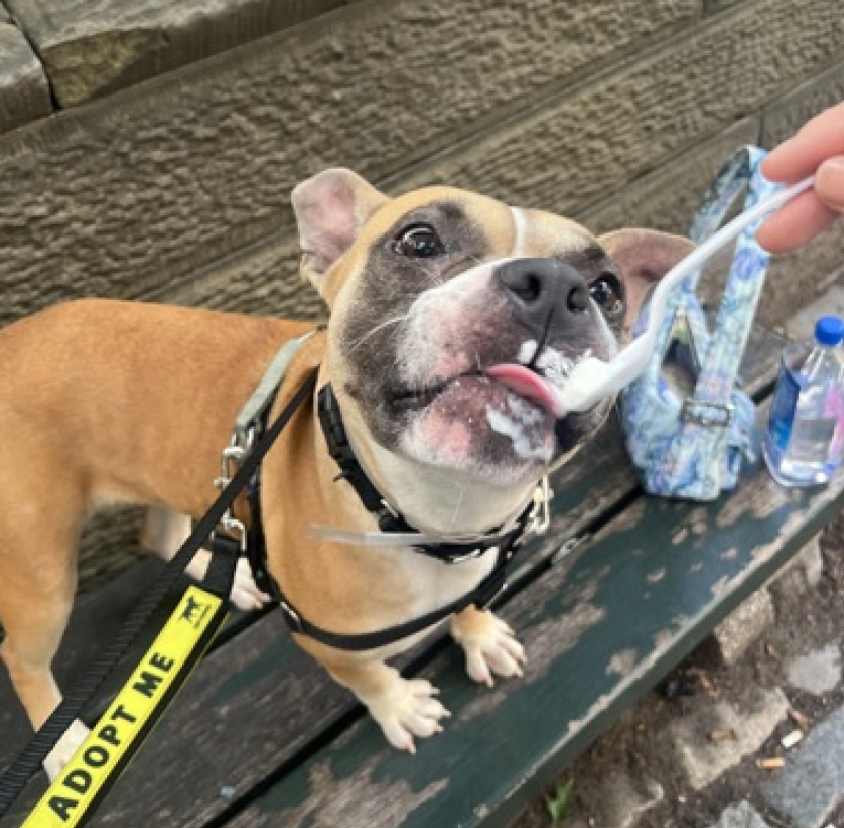 NMBewitched's tweet photo. Our Beloved Monie 
Adopted & Returned thru no fault of hers 

🚨Now only staff walkies🚨
Her beloved fans can only stop by her cage to talk to her & sneak treats 

Monie has been at NYCACC for over 130 Days
https://t.co/p5UJjXJ0TT 
#AdoptMe 
#FosterMe 

Monie was happiest in her pop-up crate in a busy hallway when everyone talked to her 

ACC will Kill List her & that is criminal