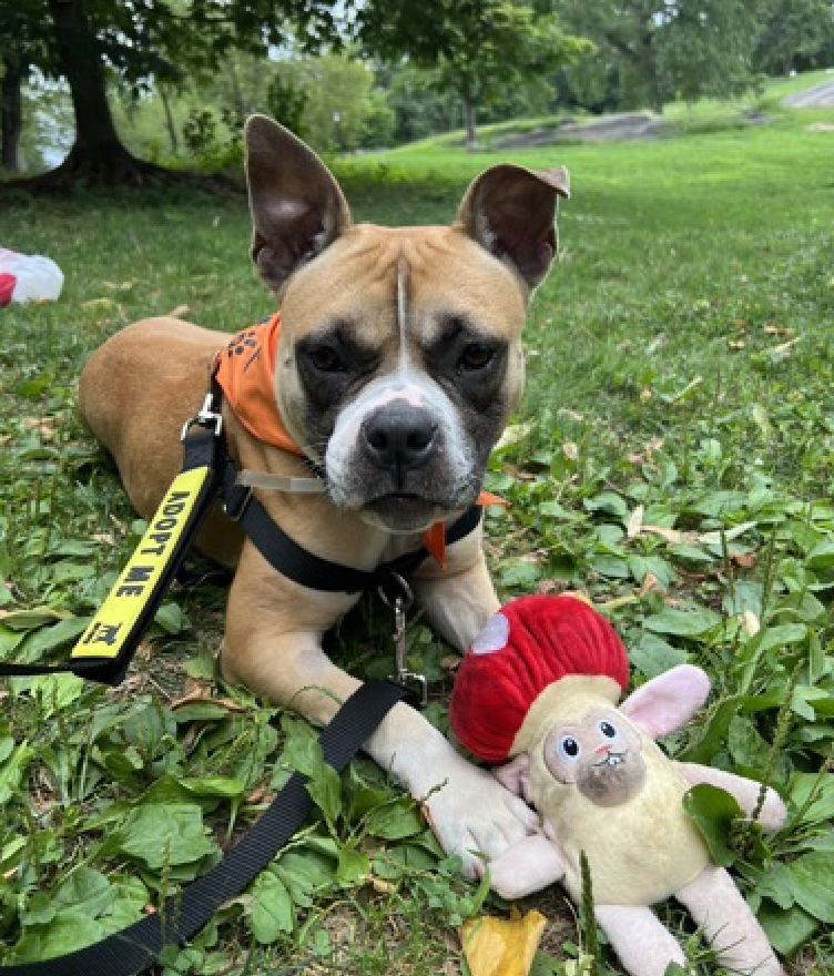 NMBewitched's tweet photo. Our Beloved Monie 
Adopted & Returned thru no fault of hers 

🚨Now only staff walkies🚨
Her beloved fans can only stop by her cage to talk to her & sneak treats 

Monie has been at NYCACC for over 130 Days
https://t.co/p5UJjXJ0TT 
#AdoptMe 
#FosterMe 

Monie was happiest in her pop-up crate in a busy hallway when everyone talked to her 

ACC will Kill List her & that is criminal