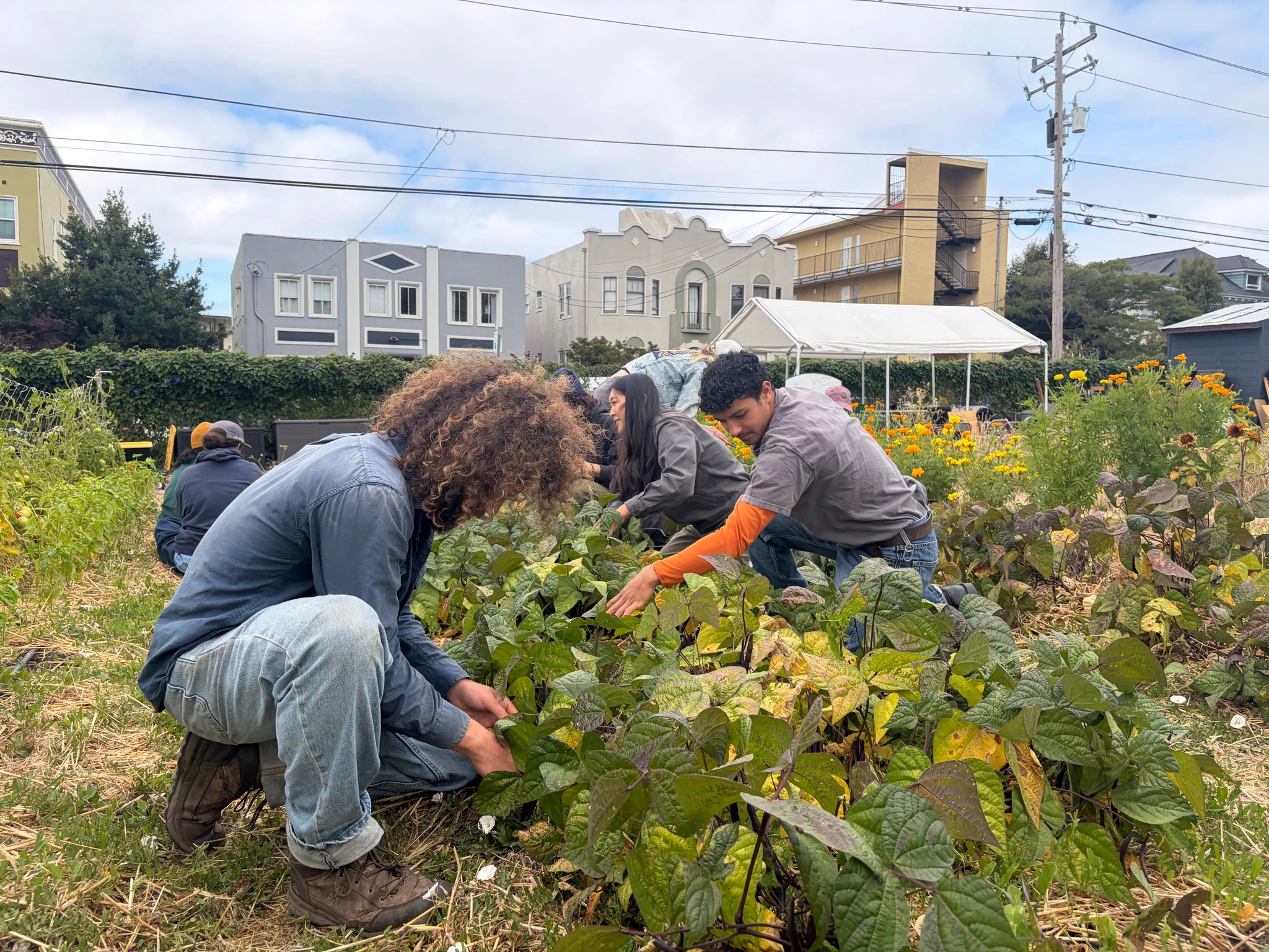 Volunteers kneeling in an urban community garden harvesting leafy greens and beans among marigolds, with residential buildings and power lines visible behind them.