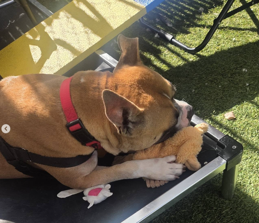 NMBewitched's tweet photo. Our Beloved Monie 
Adopted & Returned thru no fault of hers 

🚨Now only staff walkies🚨
Her beloved fans can only stop by her cage to talk to her & sneak treats 

Monie has been at NYCACC for over 130 Days
https://t.co/p5UJjXJ0TT 
#AdoptMe 
#FosterMe 

Monie was happiest in her pop-up crate in a busy hallway when everyone talked to her 

ACC will Kill List her & that is criminal