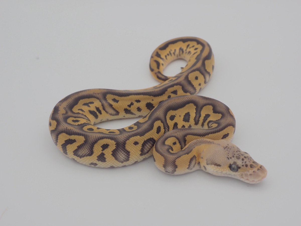 bproyalx's tweet photo. pastel mojave leopard whiteflame  clown https://t.co/mGhnUp3n4O