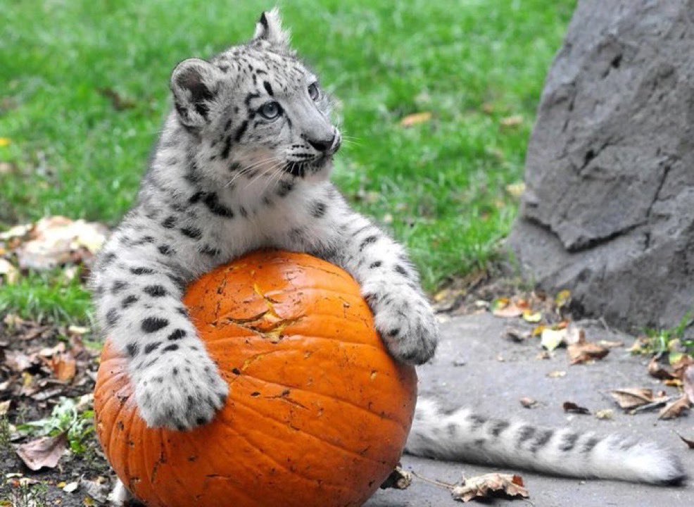bigkittycity_'s tweet photo. no man this is MY pumpkin man... you can't have it, sorry.... https://t.co/BQ6pX5Aher