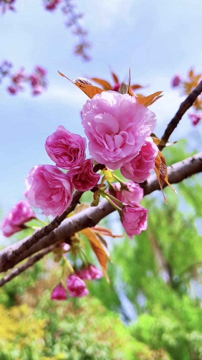 oc15ep's tweet photo. 春の風が運ぶ、ふわりと香る花の一缕（いちる）——咲き誇る花びらが心に染みる、今日の瞬間。 https://t.co/ndJ1CFoiFf