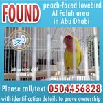 Photo by Birds and Critters of UAE (@BirdsofUAE)