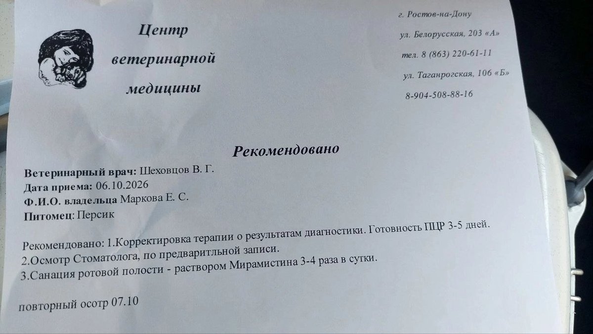 Karkalka0's tweet photo. Очень нужна помощь коту Персику ❗️

Персик найден весь в ранах, потерял половину шерсти, худой, но самое страшное, что у него нашли - состояние его рта 💔
Все его зубы покрыты толстым слоем камня и гниют

Я сразу напишу реквизиты: 
8 928 777 98 89 - Елизавета. Озон банк, Сбербанк https://t.co/RjxavQzi9O