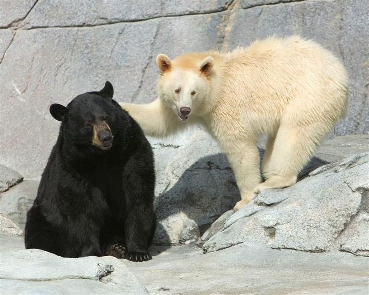 BearPosting's tweet photo. When you have a friend https://t.co/KrWixnsWID