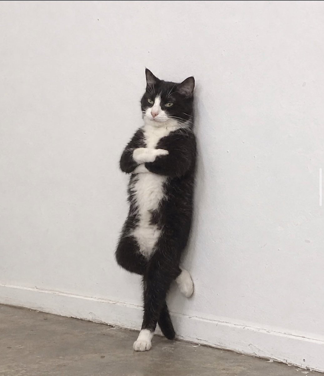 Astlvzy's tweet photo. @Traderfinn0 Say less

$ANIMAL 👀 @_numanuk already has viral characters like Sword Cat and Bazucat. The creator is based and now the whole Animal World has one home. https://t.co/GzwUVc0dFb