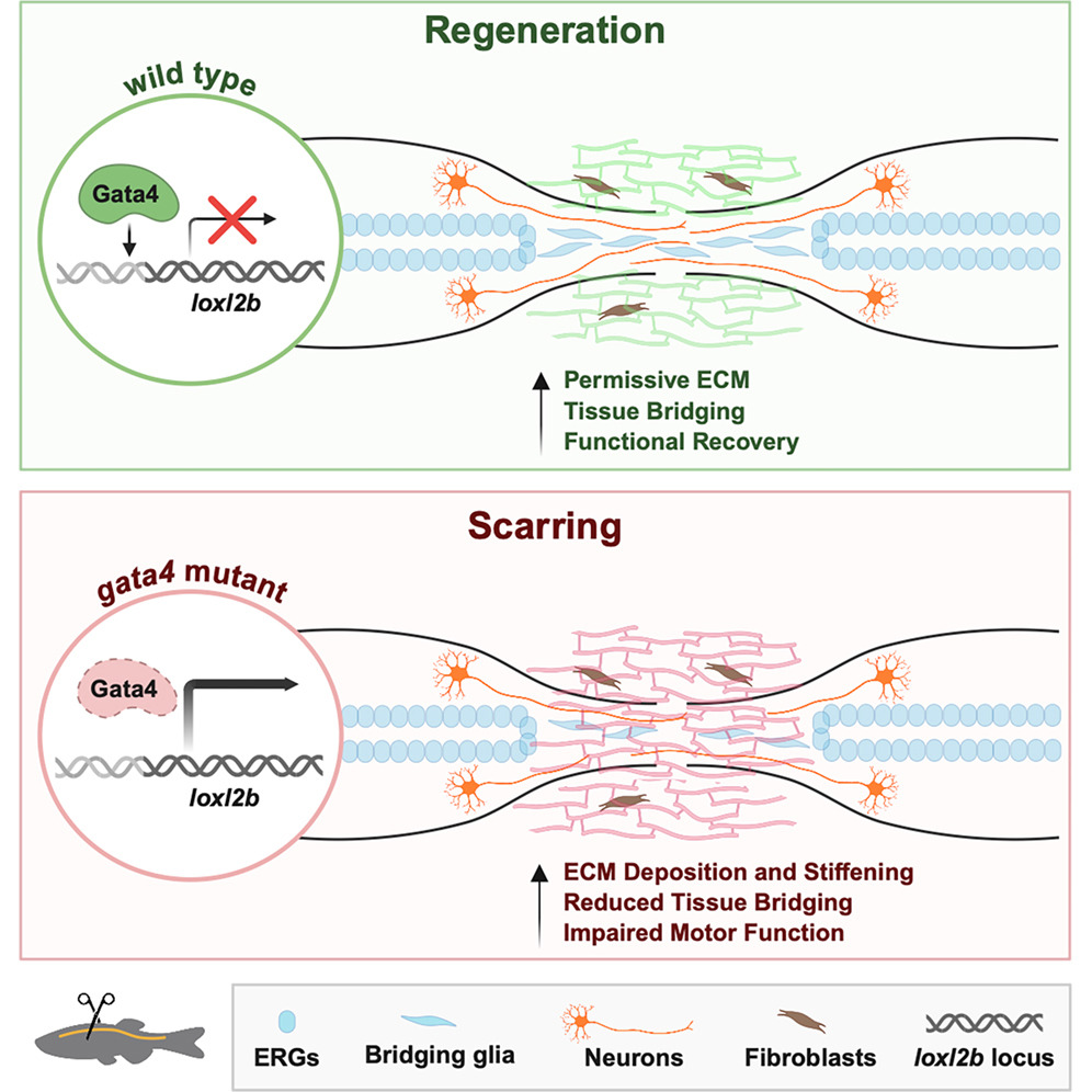 VICB_Vanderbilt's tweet photo. How do #zebrafish regenerate their spinal cords without scarring?

A new study in Cell Reports explores the molecular mechanisms behind scar-free spinal cord #regeneration, offering insights into tissue repair and #healing.

Read more: https://t.co/TiuMcHgG9V https://t.co/btXxIUPJ1m