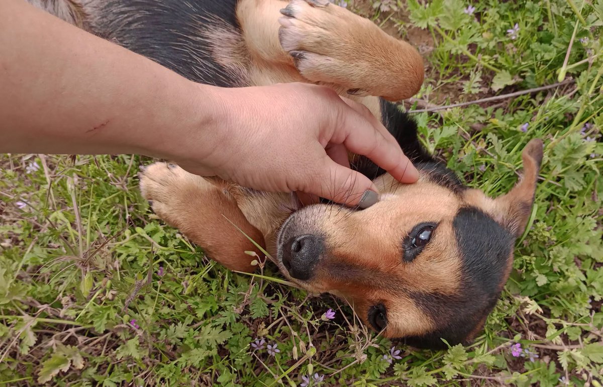 eltuitdemarsh's tweet photo. Tiene 2 años, fue abandonado y buscan un hogar para él. Es pequeño, muy dócil, cariñoso y regalón. Si deseas darle un hogar para siempre, comunícate al +56942347220. Favor RT!
#SextaRegión https://t.co/dn7TzRiqc8