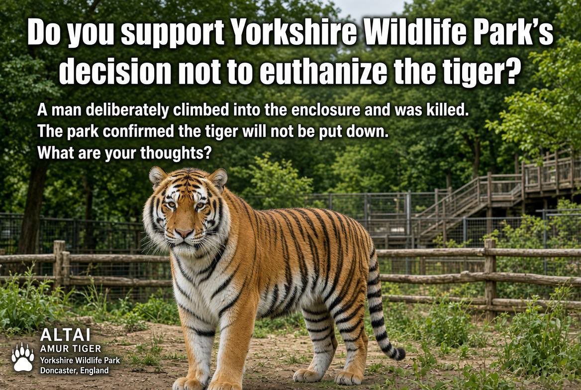 miracles7k's tweet photo. Do you support Yorkshire Wildlife Park’s decision not to euthanize the tiger?
A man deliberately climbed into the tiger enclosure at Yorkshire Wildlife Park near Doncaster, England, and was killed by the animal. The park has confirmed that the tiger (named Altai) will not be put down as a result.
Was that the correct decision? What are your thoughts?