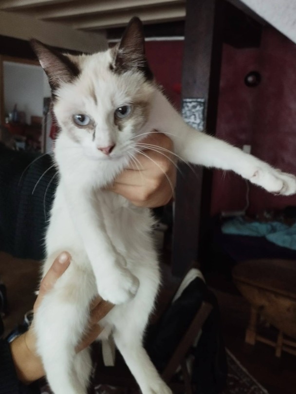 MissingTarn81's tweet photo. 12.10.26 Trouvée jeune chatte blanche, un peu de noir/beige, yeux bleus, à Castelnau de Montmiral. Queue courte. Contact : https://t.co/Fxo4wanm3H #Tarn #chat https://t.co/RGoXnzDgzs