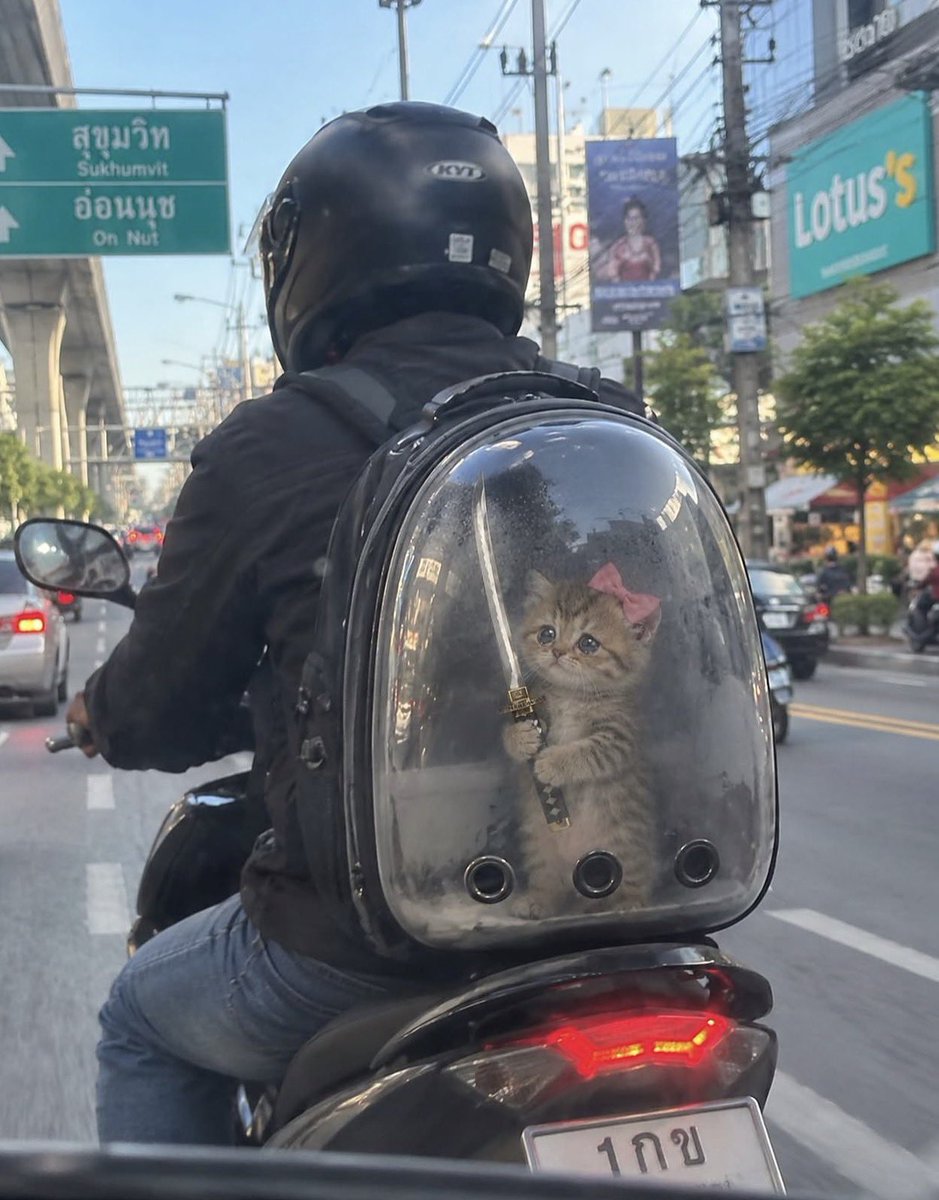 Astlvzy's tweet photo. @ddivixx @_numanuk is behind some of the most viral AI animal memes. Sword Cat, Bazucat, Lil Uzi Cat… bro is building a whole universe. Creator is based fr.

$ANIMLA 

AZsrAt5RkScJWykAV7vUXFqnjUBybnXrFy3n2P45pump https://t.co/rARQaiBa9m