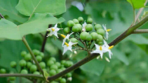 safonyameherbal's tweet photo. Bro to bro

When your pregnant wife includes turkey berries to their meals daily, they are never going to experience iron deficiency or low hemoglobin levels. I’ve spoken to men, now men should tell their wives.

Very safe and effective❤️ https://t.co/8zoBDOGQRw