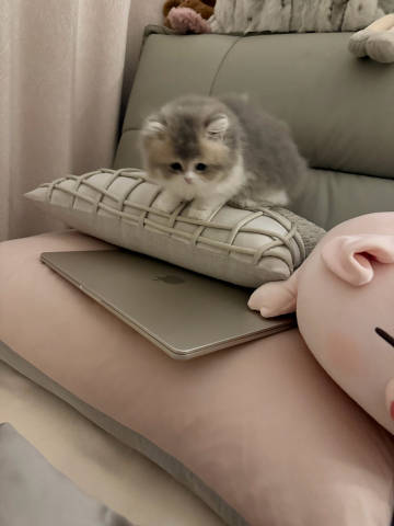 Ehrgdfdss's tweet photo. 猫ちゃんの可愛さは生まれつき。ひとつの視線、ちょっとした仕草だけで、心を奪われてしまいます https://t.co/XuxvRkRssk