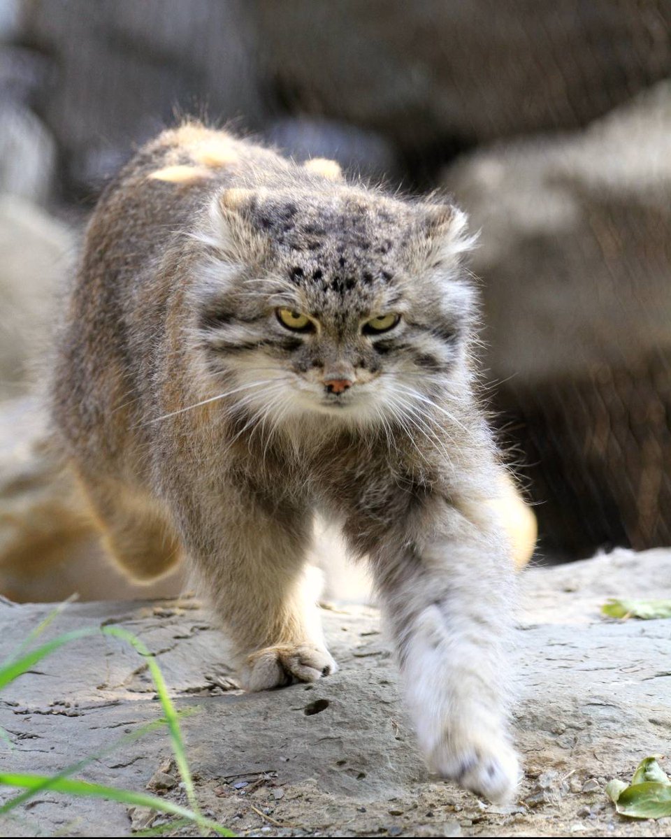 calgaryzoo's tweet photo. #SmallWildcatWeek started yesterday, so we're marching into a #ManulMonday! 🐈

Pallas's cats are only about the size of a domestic cat! Their coats have long, thick hairs that are perfect for staying warm in the freezing conditions of Central Asia’s central steppes!

#YourZooYYC https://t.co/2ZmjNtjZ03