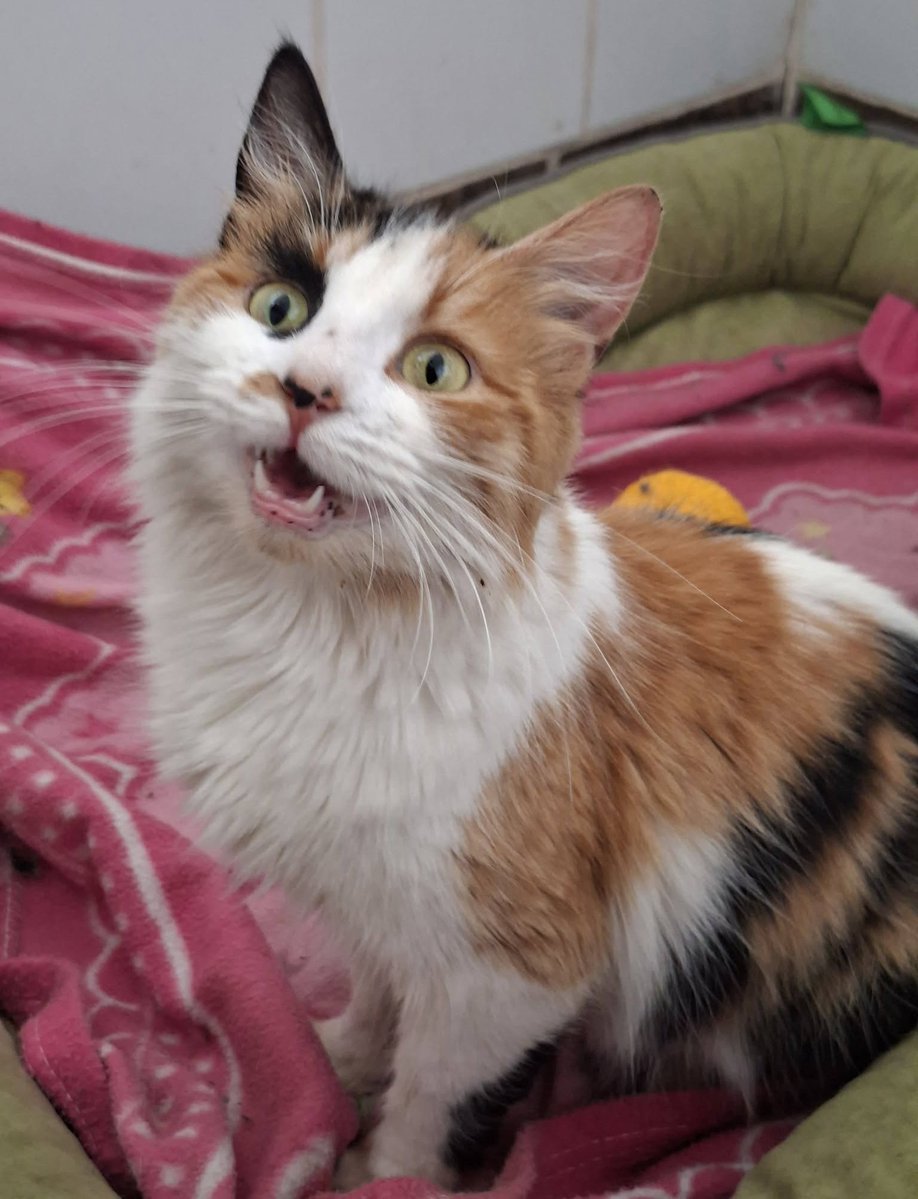 eltuitdemarsh's tweet photo. China, de 9 meses, en adopción responsable. Se encuentra esterilizada. La entregan en cualquier comuna dentro de Santiago. Si deseas darle un hogar, con compromiso de tenencia indoor, comunícate al +56950731734. Favor RT! 
#Colina https://t.co/ueLJoMn6Xq
