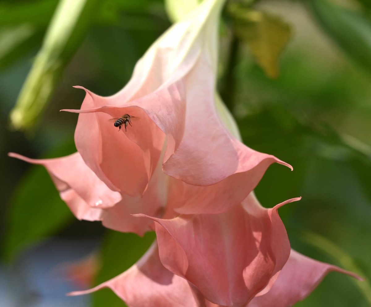 BtB1961's tweet photo. Bee deep in the pink trumpet flowers, doing what bees do best. Soft light, perfect moment. 🐝📷
#Bee #Nature #Pollinator #GardenLife #MacroPhotography https://t.co/LGBW5Npmez