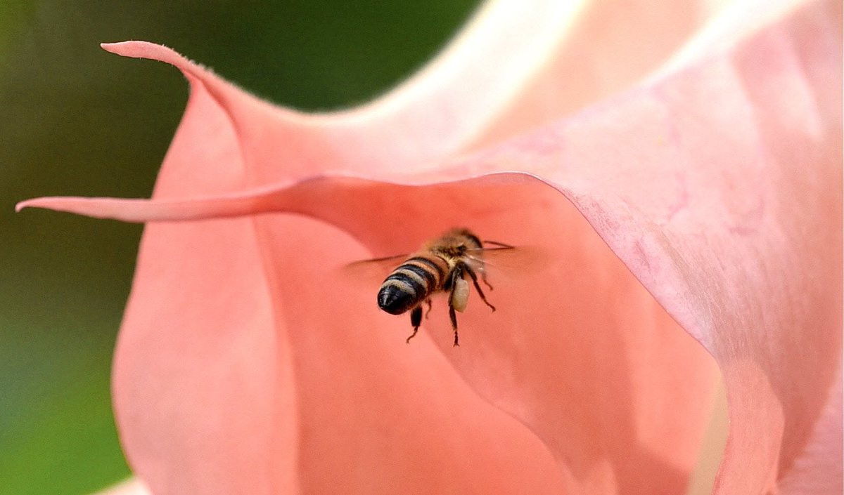 BtB1961's tweet photo. Bee deep in the pink trumpet flowers, doing what bees do best. Soft light, perfect moment. 🐝📷
#Bee #Nature #Pollinator #GardenLife #MacroPhotography https://t.co/LGBW5Npmez