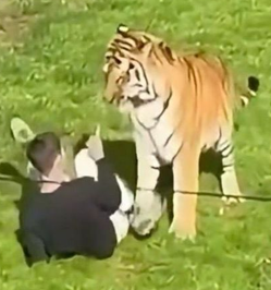 AltaiTigerNews's tweet photo. 🚨A wannabe tiger whisperer? "He jumped in, crawled in front of the tiger, and just lay there." 'Altai' is the Siberian tiger, the largest feline in the world (160-190 kg), which lives in the Yorkshire Wildlife Park near Doncaster.  🤔What was he thinking! https://t.co/fO6FNf3lT2