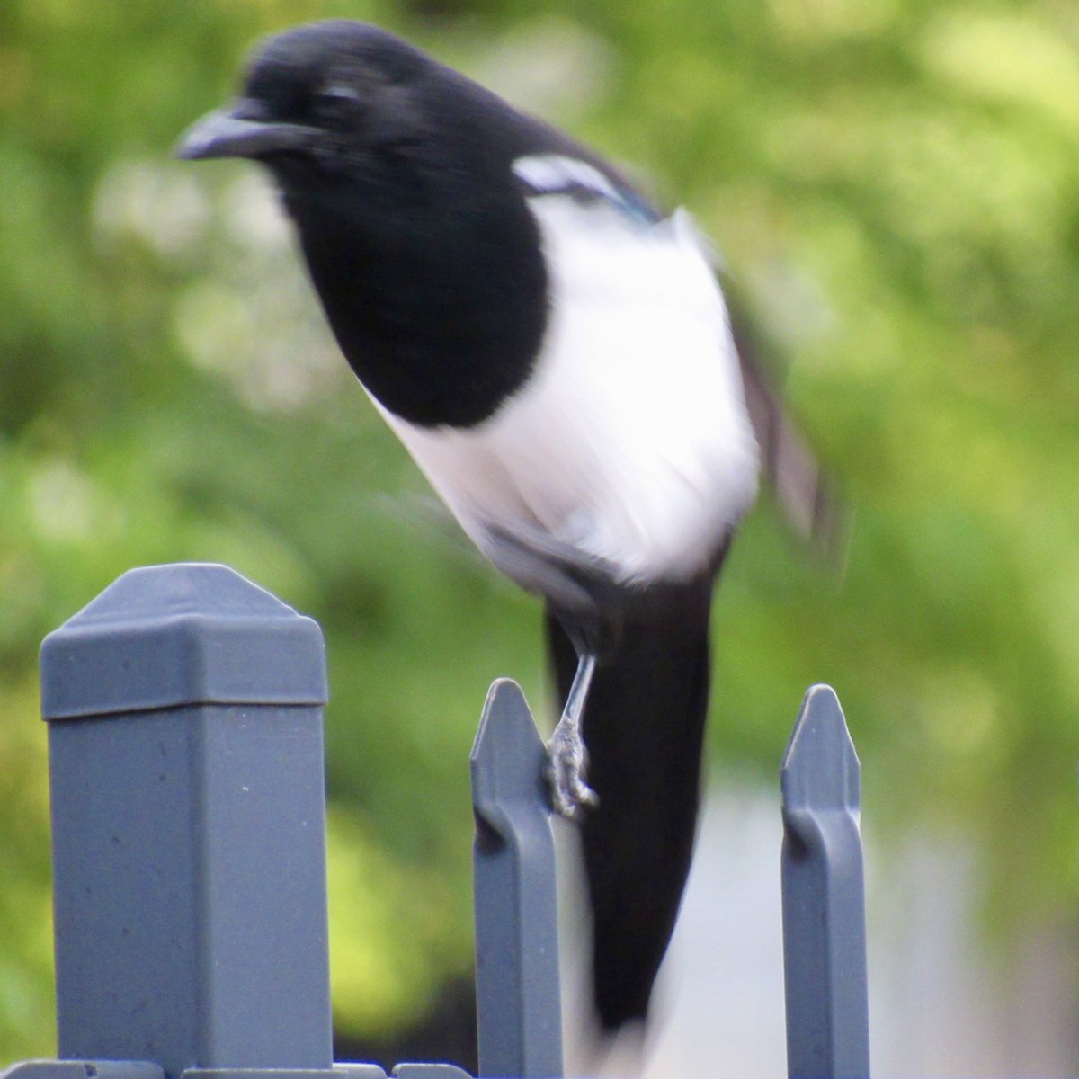 FirmBird's tweet photo. these creatures are violent. #MagpieMonday https://t.co/5601PQRbdv