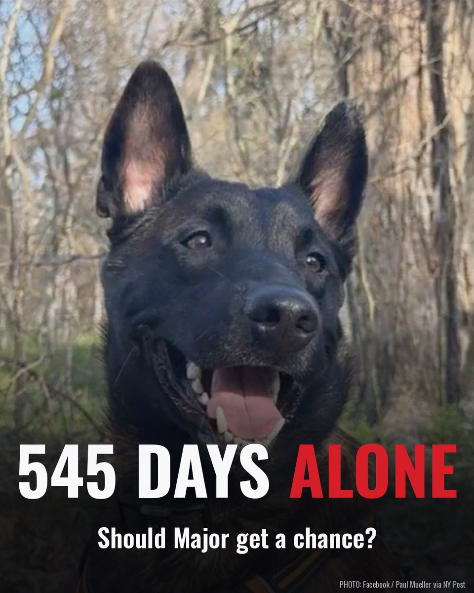 TheRealMadOx's tweet photo. Major hasn't felt a human hand in over 545 days.

He's a service dog in Austin. A car hit him on a walk last year, and hurt and scared, he bit a woman who tried to pick him up. It was a bad bite. Nobody's denying that.

Since then he's been alone in an isolation kennel at the city shelter. Austin wants him put down. His owner says Major helps him with a brain injury and seizures, and a federal court has it on hold while it decides if an outside expert can evaluate him.

A hurt dog that bit once deserves a real evaluation before anybody kills him.

Should Major get that chance?