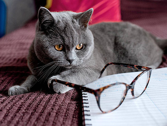 monkey_dancing's tweet photo. My owner can’t see well. If she could see properly, she’d notice when my bowl is empty and also when I’ve been staring at her for at least three minutes which obviously means I want something. So, I concluded that her glasses were not working properly. I’ll try to fix them.👓🐈‍⬛ https://t.co/3StNoD9cQn