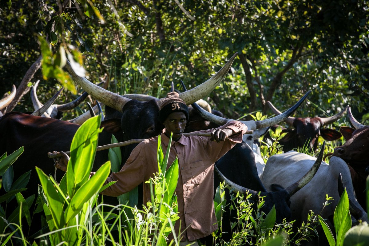 UN_CAR's tweet photo. #Photodujour | Une #transhumance apaisée se prépare ensemble. À travers la #RCA🇨🇫, notamment dans les régions du Fertit, du Haut-Oubangui, de l’Equateur et des Kagas, agriculteurs, éleveurs et autorités locales se sont réunis avec l’appui de la #MINUSCA pour tirer les leçons de la campagne 2025-2026 et mieux préparer la prochaine. Au cœur des échanges : la prévention des conflits liés à la transhumance et le renforcement de la coexistence pacifique entre les communautés.

📺 https://t.co/UyvjAiqxGC
