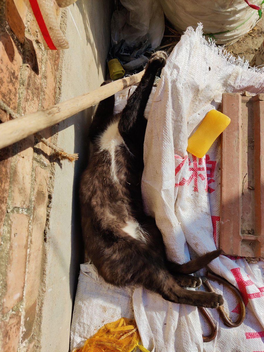 mrhan79's tweet photo. [今日の散歩道で、古びた鉄の鐐が転がっているのを見た。太った野良猫がその周りをうろうろして、何かを欲しがるように鳴いていた。突然、猫が倒れる——死んでいたのだ。近くに杖（つえ）が転がっていて、きっと誰かが落としたものだろう。]， https://t.co/lD2g1UznZu