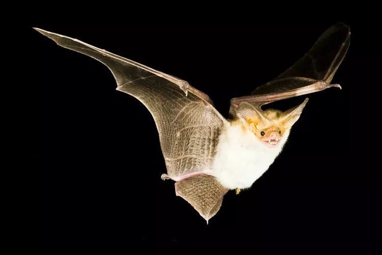 urgoregff's tweet photo. little cutie pallid bat 🖤🦇 https://t.co/ra3Wu6hF9I