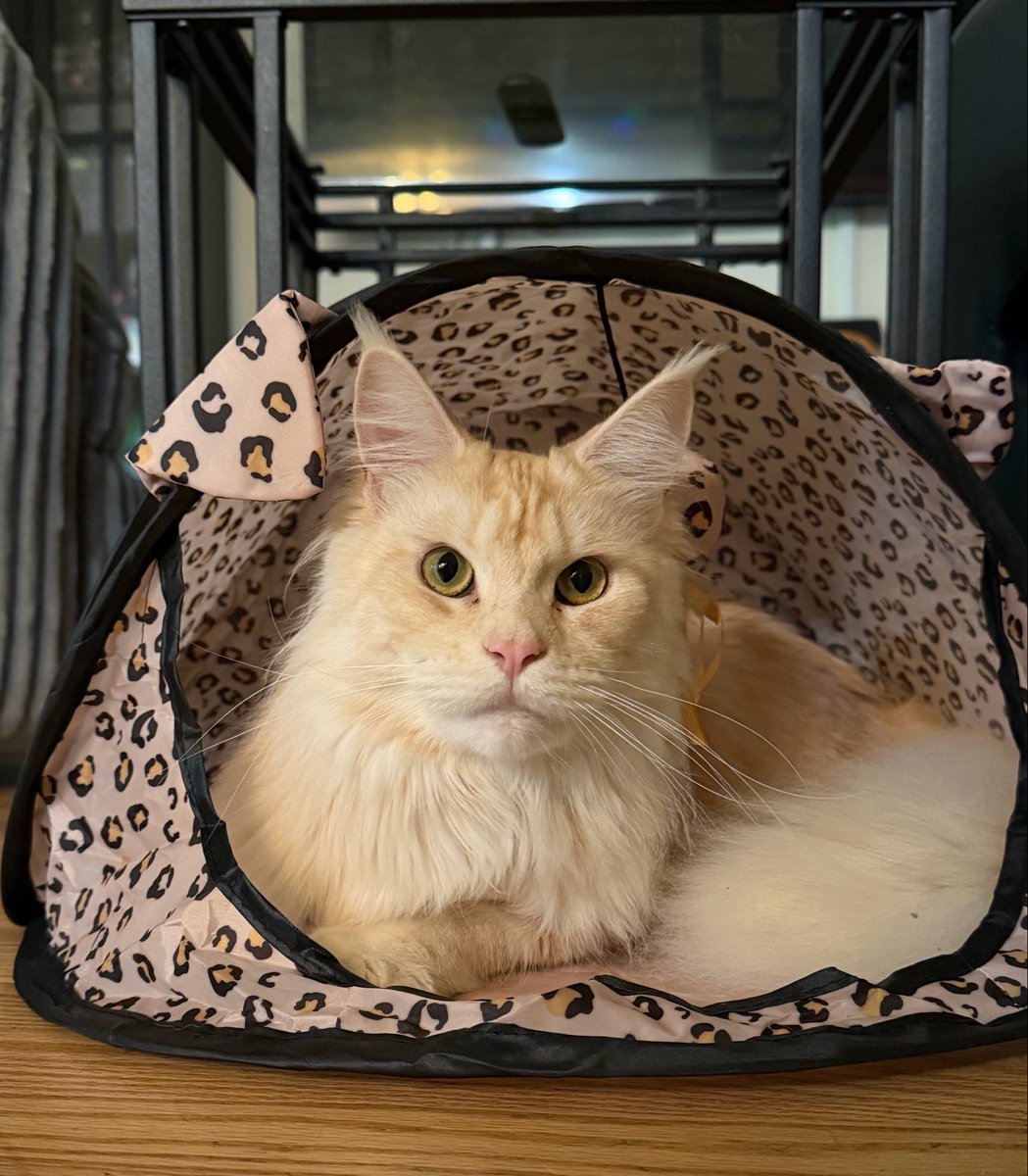 KatDestination's tweet photo. Pumpkin had her yearly check up this morning.
She did so good 🥹

Earlier this year during her spay, the vet found some suspect symptoms of a potential autoimmune disorder if anyone remembers my freak out 🤣

It looks like everything is perfect she tested negative for - https://t.co/r2BvG80oqa