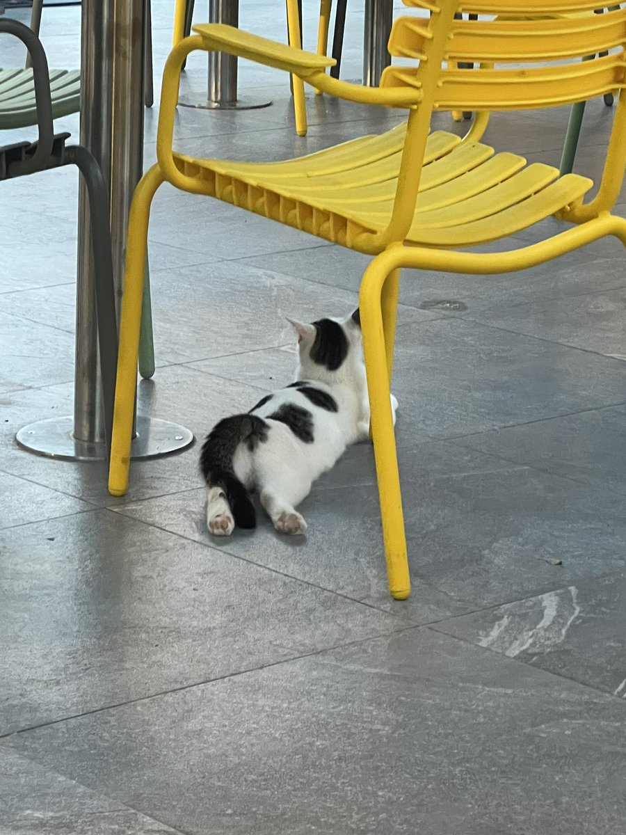 itsmegox's tweet photo. bu ne rahatlık pussycat https://t.co/vK3yiHpGKE