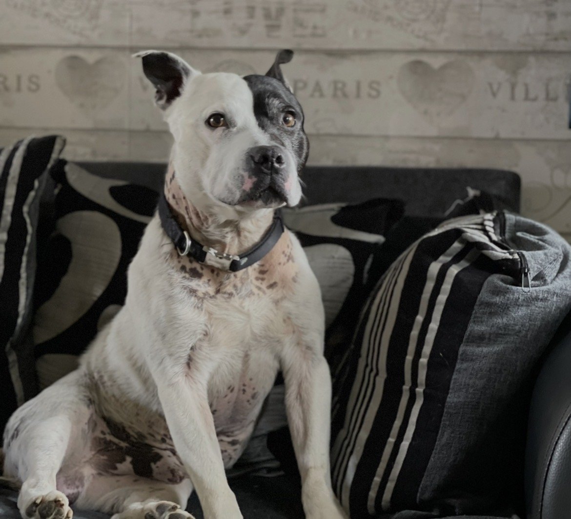 millypod1's tweet photo. 🆘10 OCT 2026 #Lost Patch #ScanMe #STOLEN??
Staffordshire Bull Terrier Male
#Stevenage #SG1 ....Believed to be in #NW9
#London #GreaterLondon
https://t.co/1sZ3CjPbju https://t.co/wDrPLzBlJJ