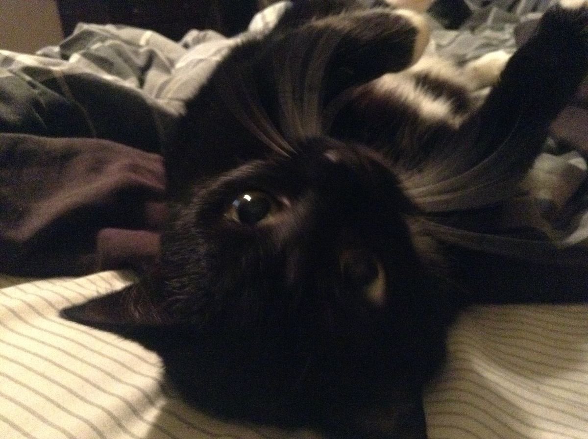 blackscats's tweet photo. https://t.co/43pfgqGnKs