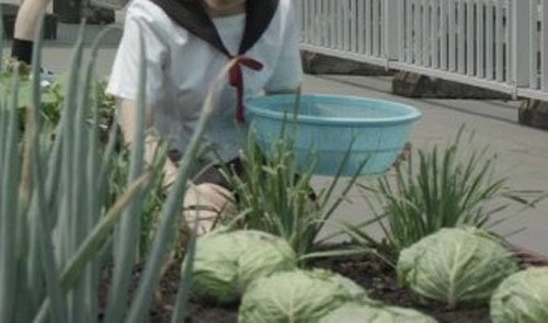 yanineko3301's tweet photo. まさかロシアで収穫後のキャベツを置いただけの花壇を見ることになるとは…… https://t.co/fIAEhtRgLR
